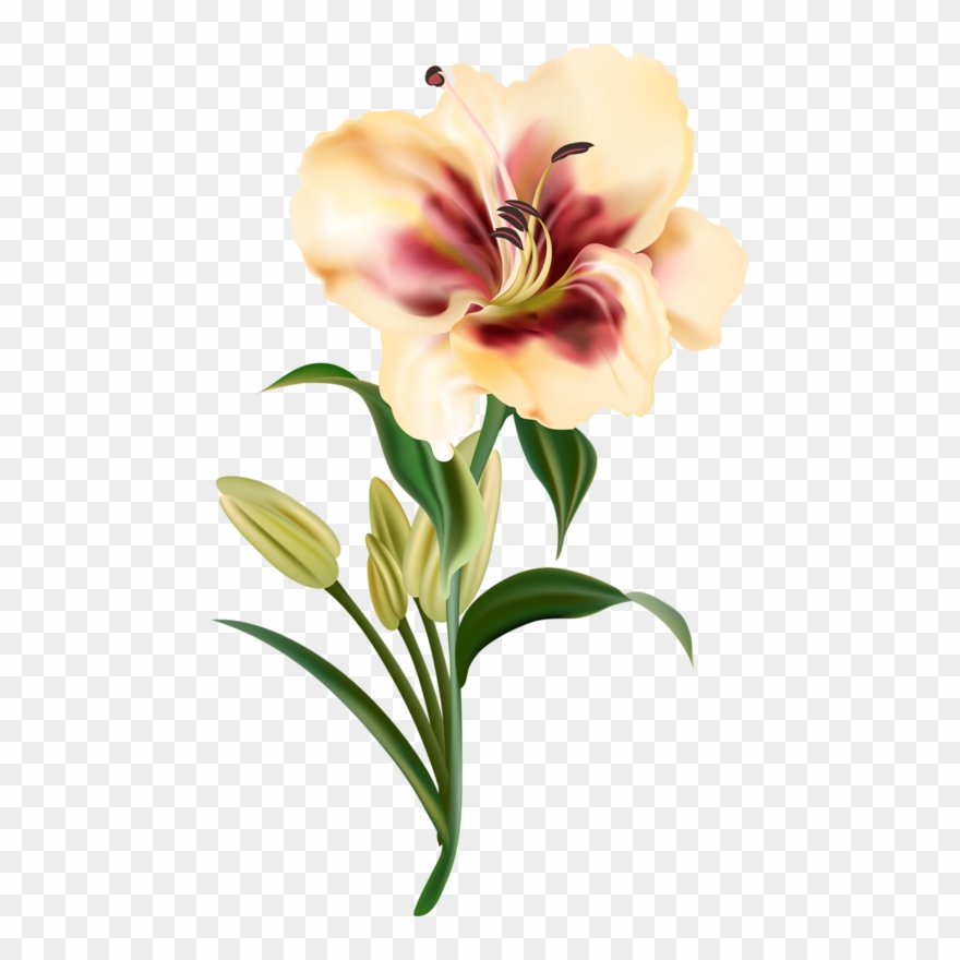 Clipart Download Amaryllis Drawing Realistic