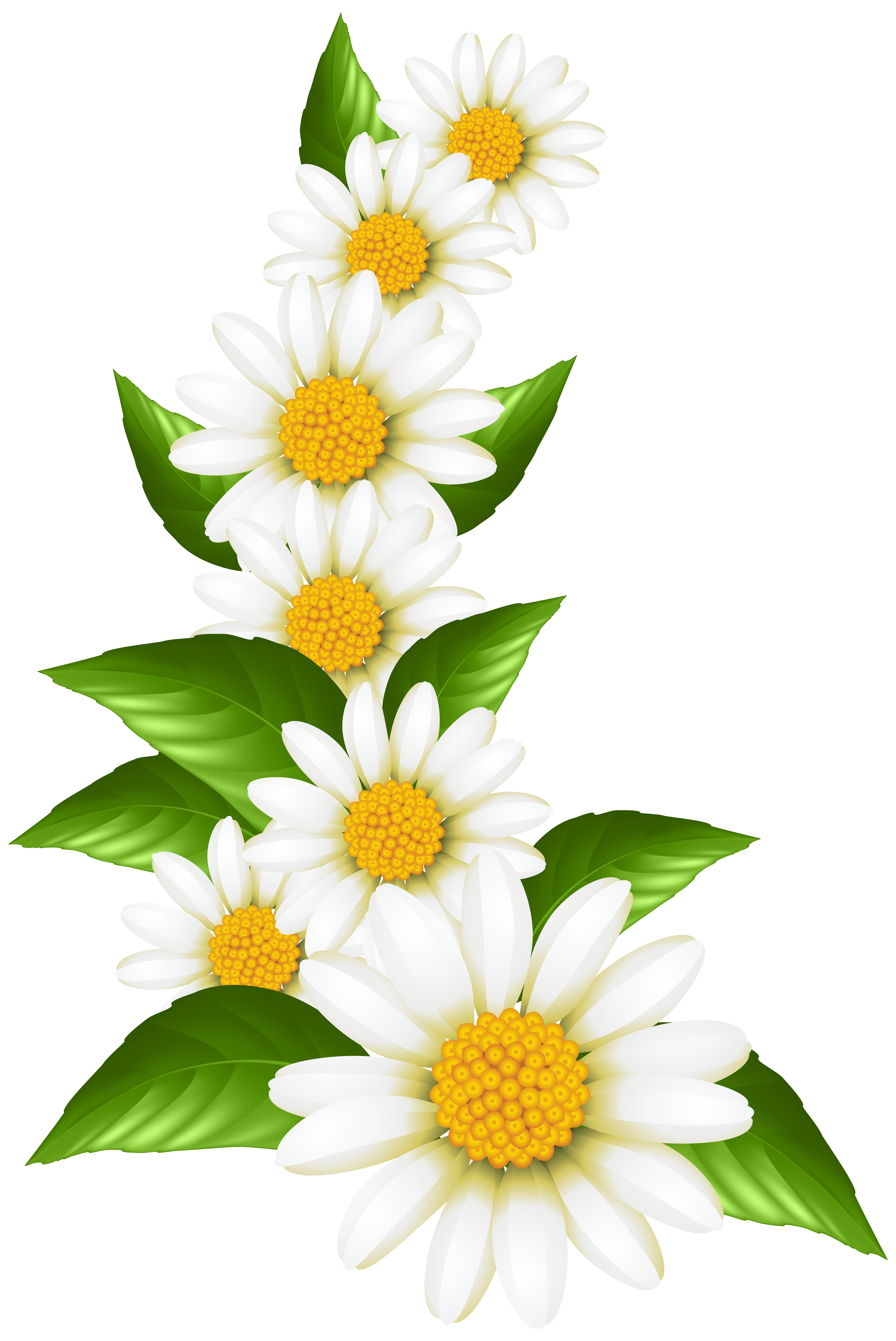Clipart flowers border daisy pictures on Cliparts Pub 2020! 🔝