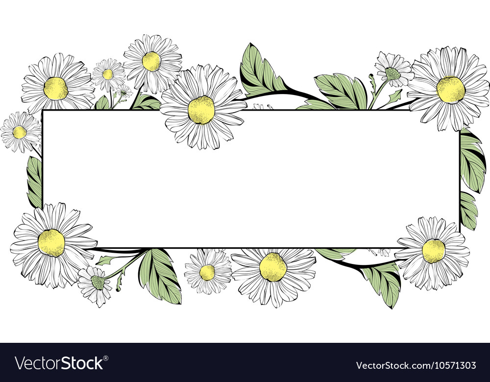 Daisy flower border.