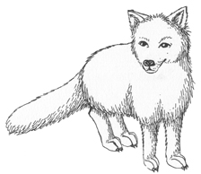 clipart fox arctic