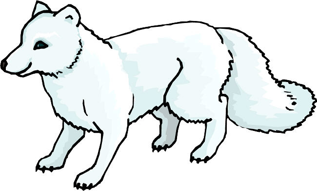 Arctic fox clipart