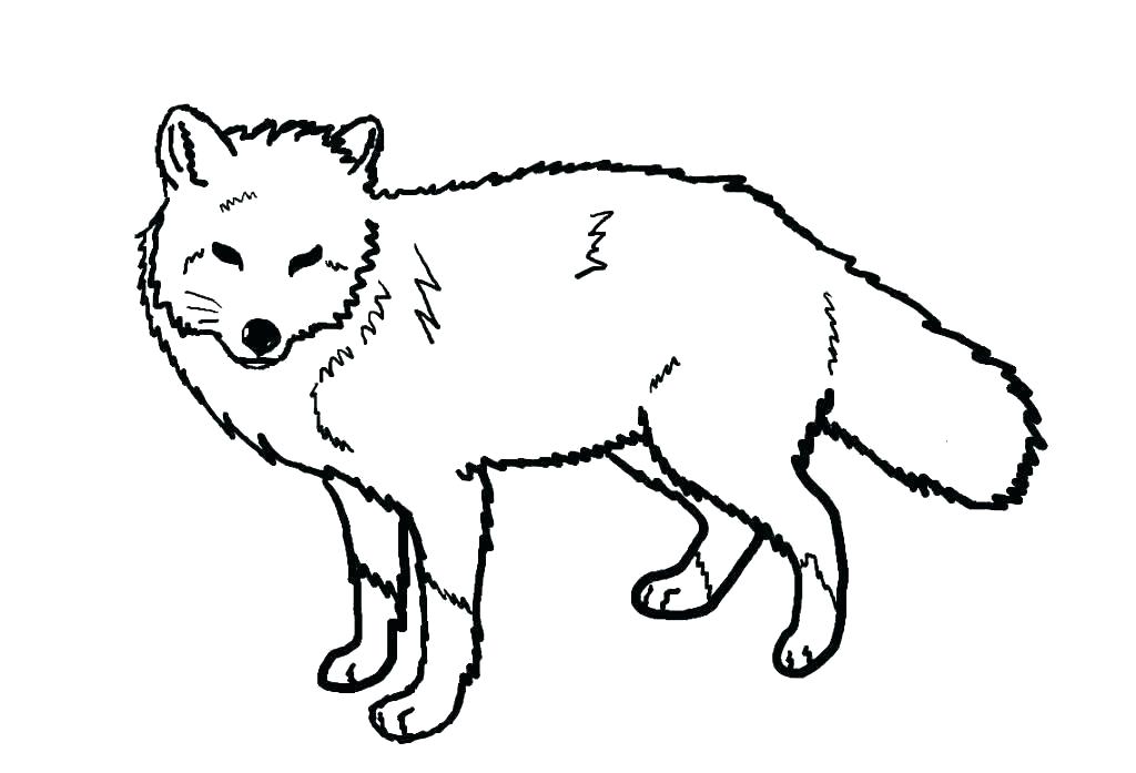 White Fox Drawing