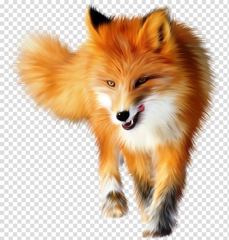 Red fox arctic.