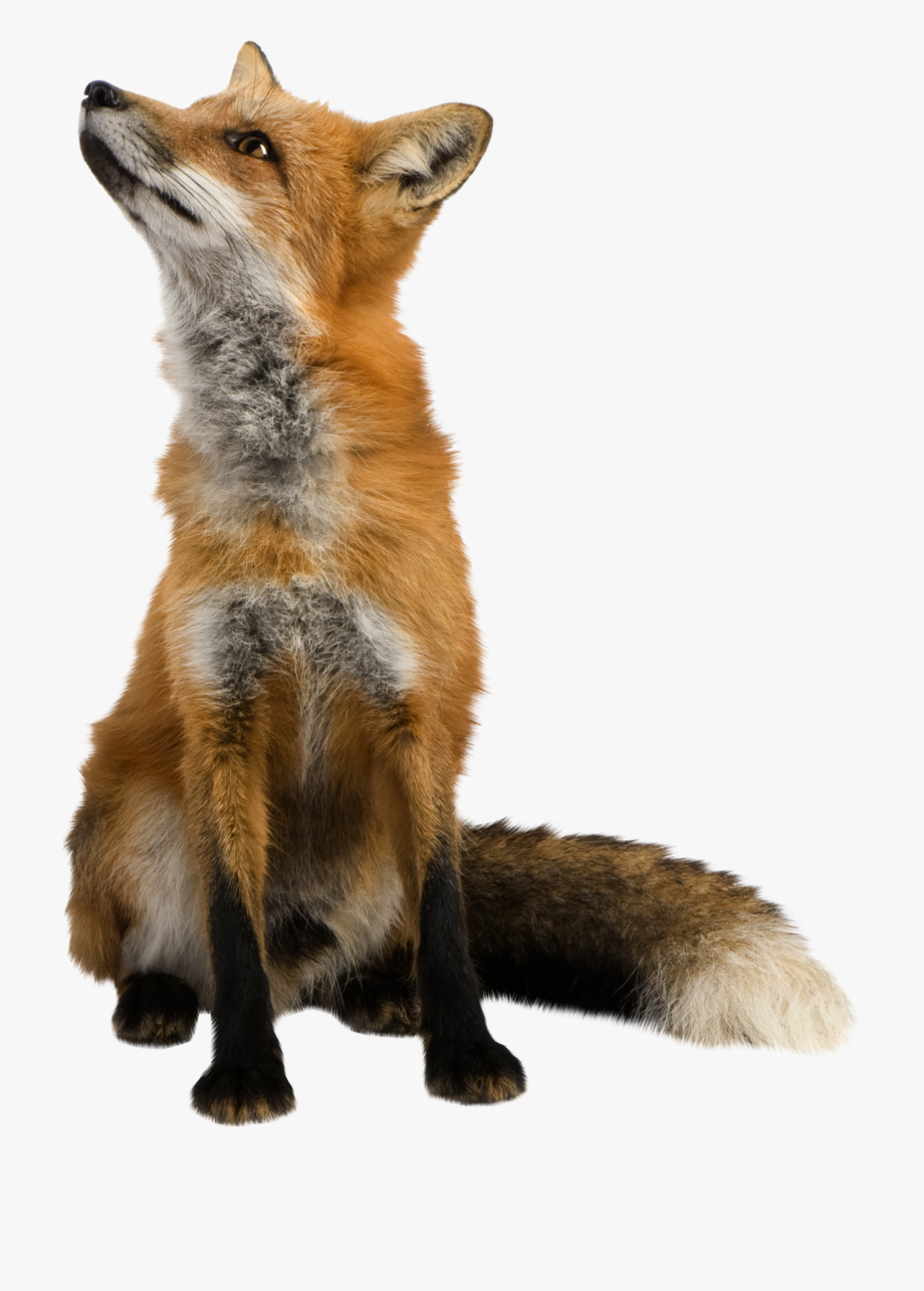 Fox Clipart Realistic