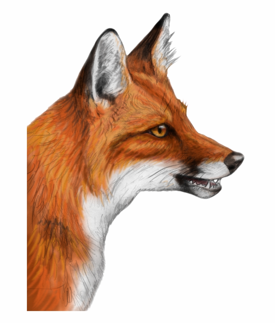 Fox png clipart.