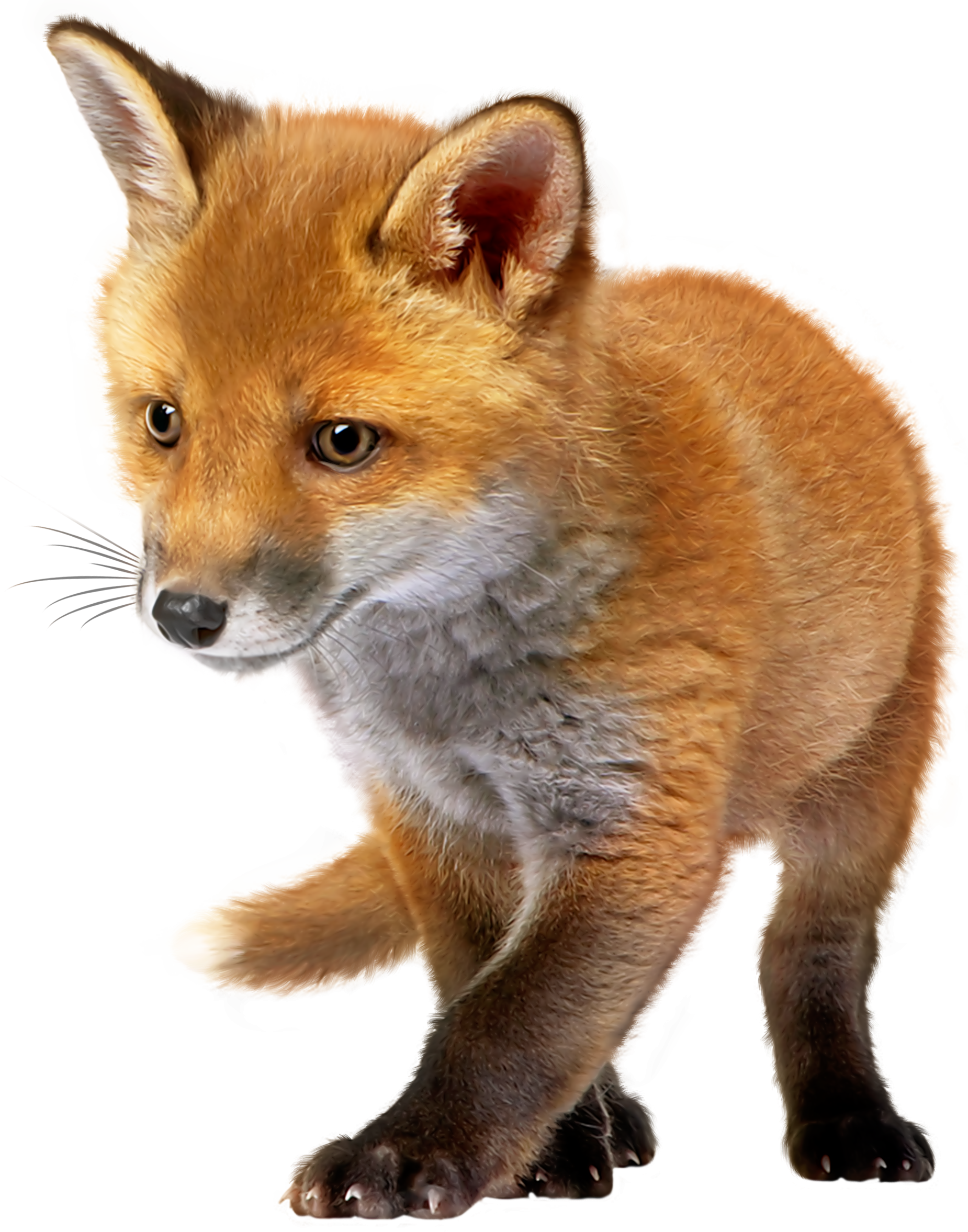 Baby fox png.