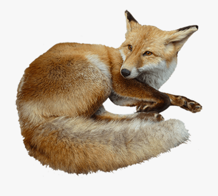 Free Png Fox Png Images Transparent