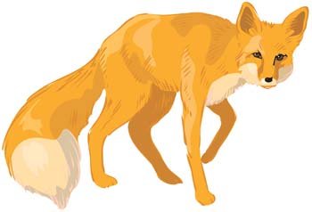 Free fox vector.