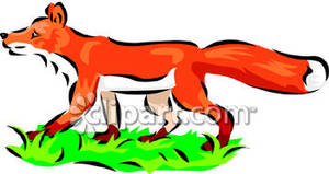 Red Fox Walking In Grass