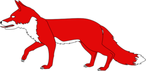 Walking red fox.
