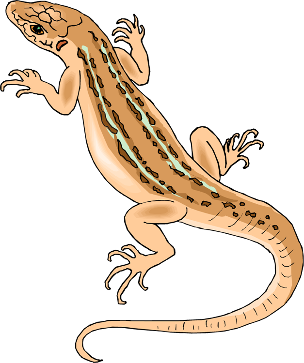 Free Lizard Cliparts, Download Free Clip Art, Free Clip Art