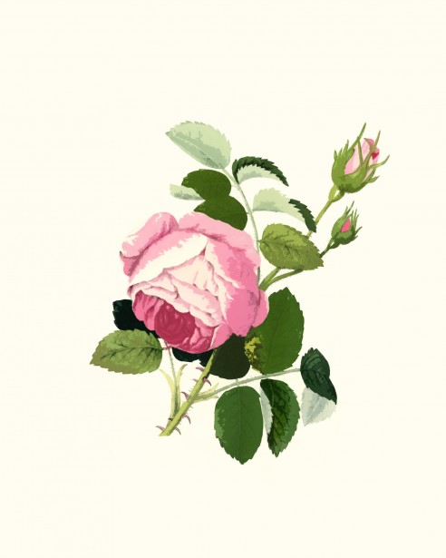 Pink Rose Clipart Free Stock Photo