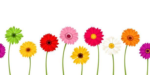 Vector horizontal seamless background with colorful gerbera