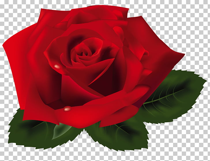 Rose red rose.