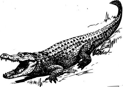 Crocodilo desenho livro.
