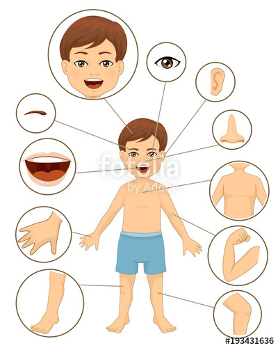 Kid Boy Body Parts Illustration