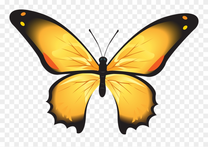 Clipart kupu  kupu  butterfly pictures on Cliparts Pub 2022 