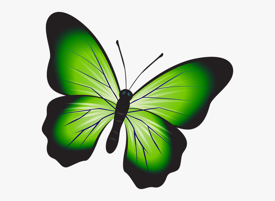 Free illustration butterfly.