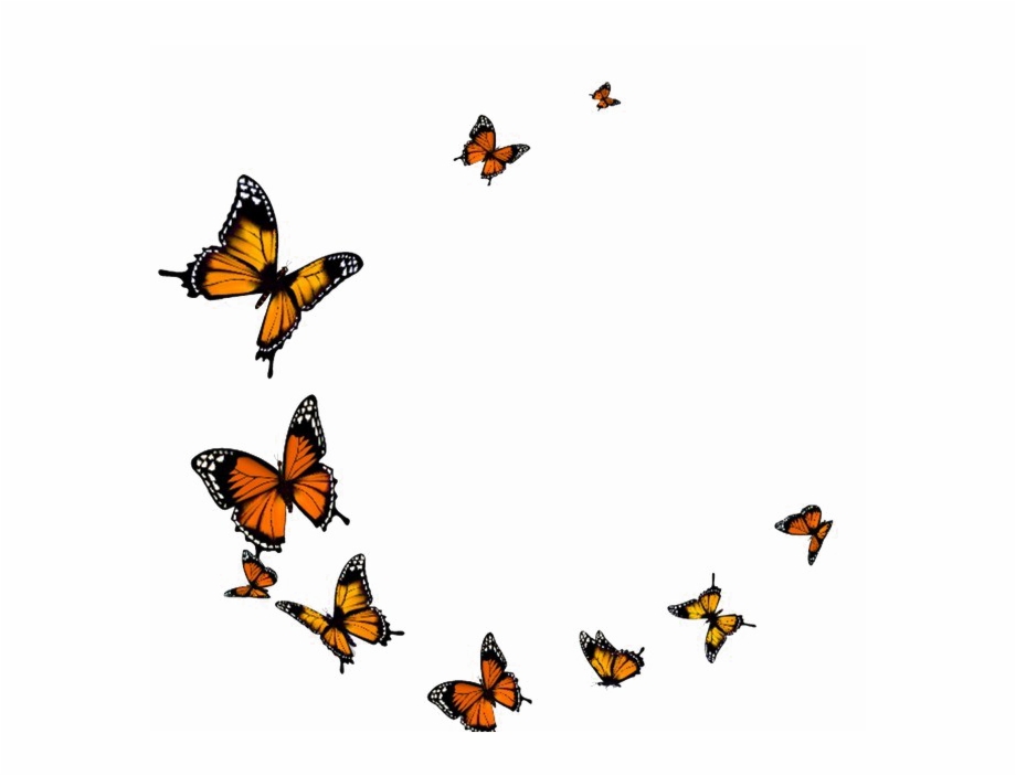 Flying butterfly png.