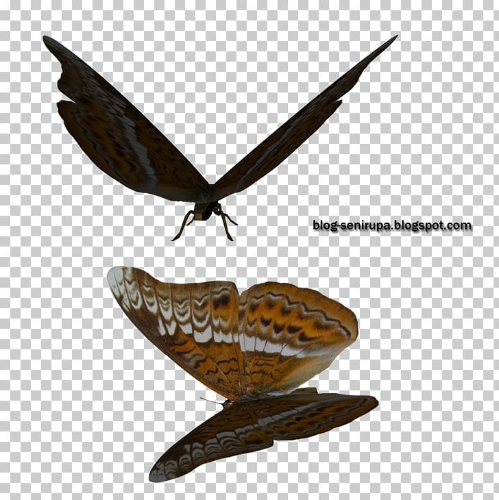 Butterfly Moth Stock photography, Kupu kupu PNG clipart