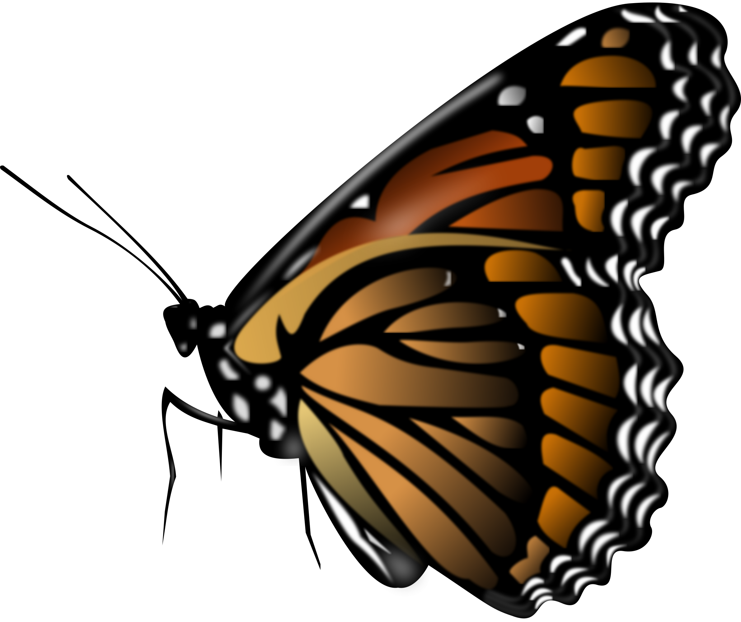 Butterfly png image.
