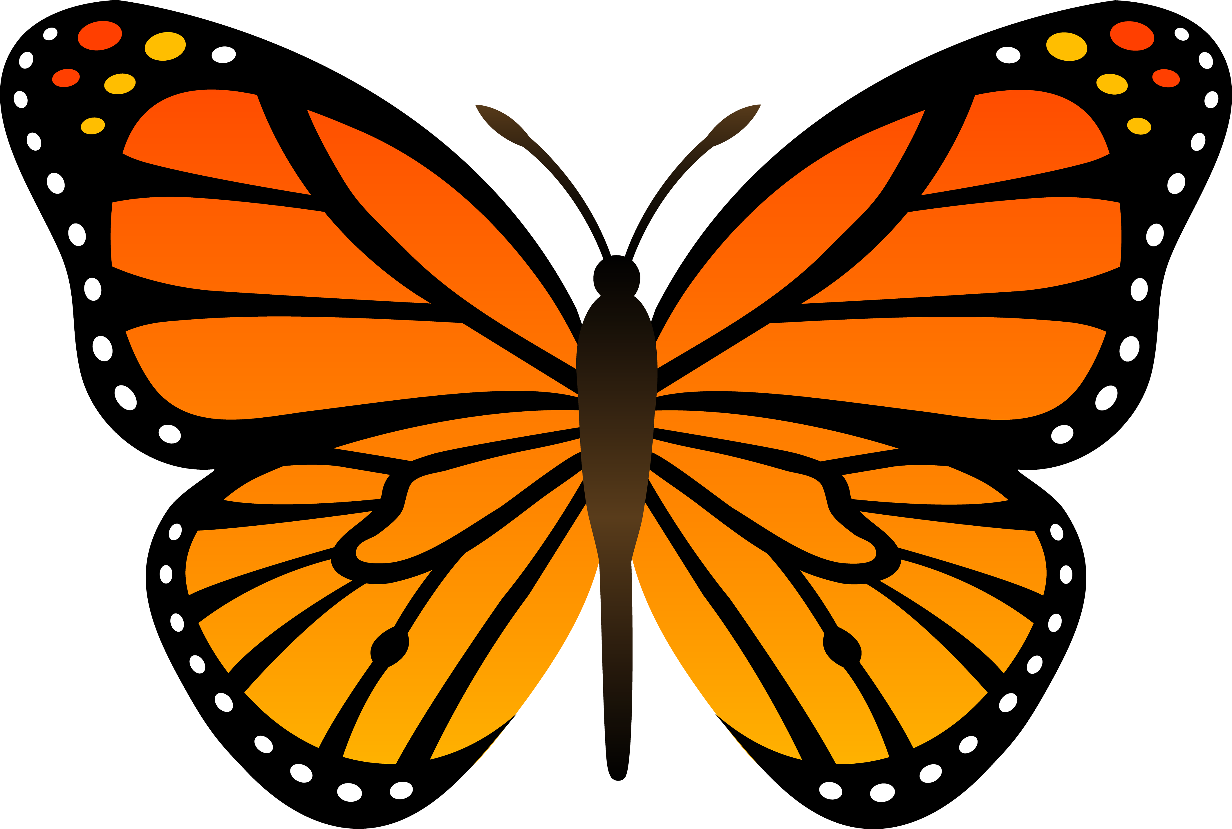 Butterfly png image.