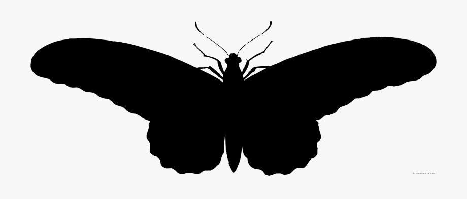 Black Moth Png
