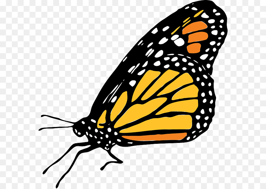 Kupukupu monarch serangga.