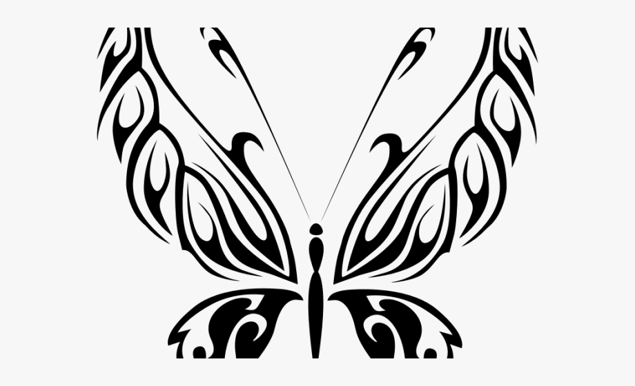 Moth Clipart Line Drawing