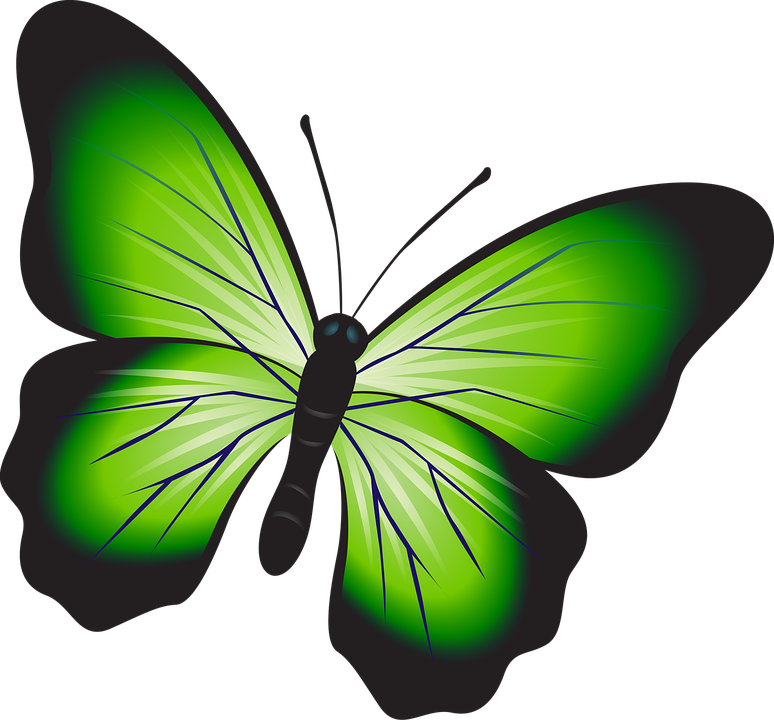 Clipart kupu  kupu  butterfly free png  pictures on Cliparts 