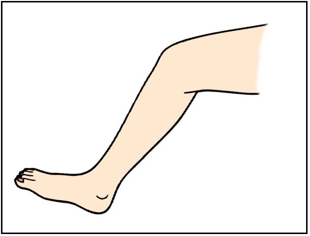 La pierna