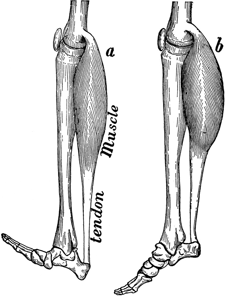 Leg muscle clipart.