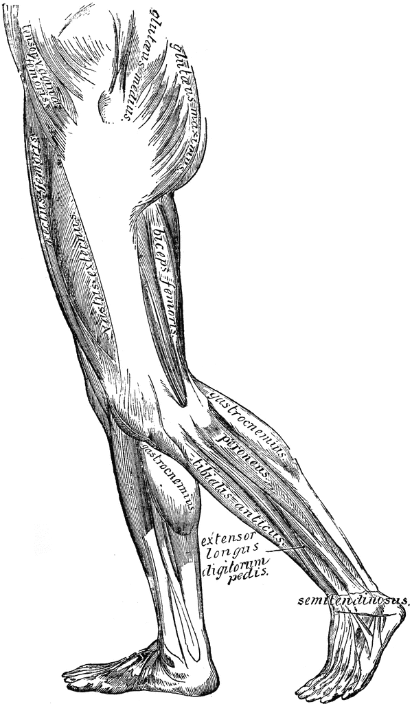 clipart leg muscle