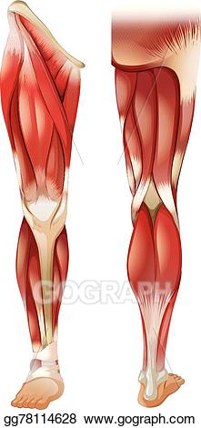 clipart leg muscle