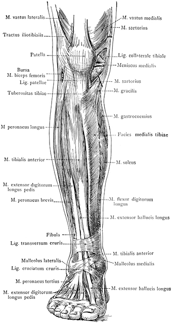 Anterior View of the Superficial Muscles of the Leg