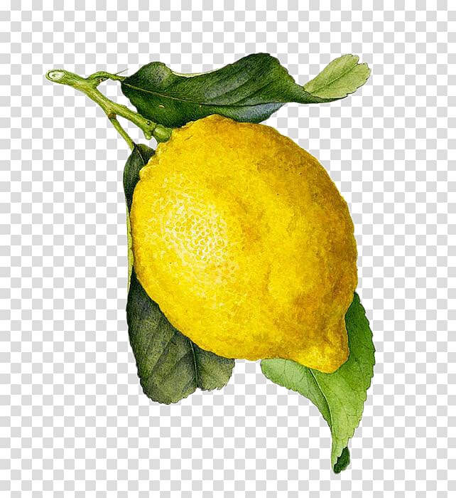 Yellow lemon illustration.