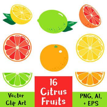 Citrus fruits vector.