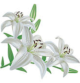Free lily cliparts.