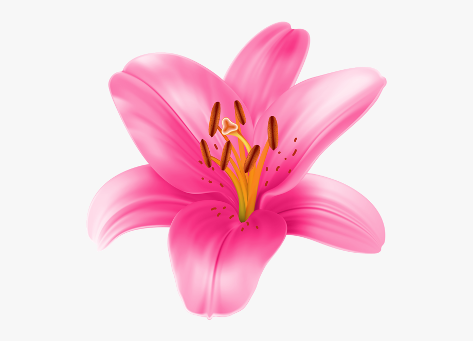 Lily flower clipart.