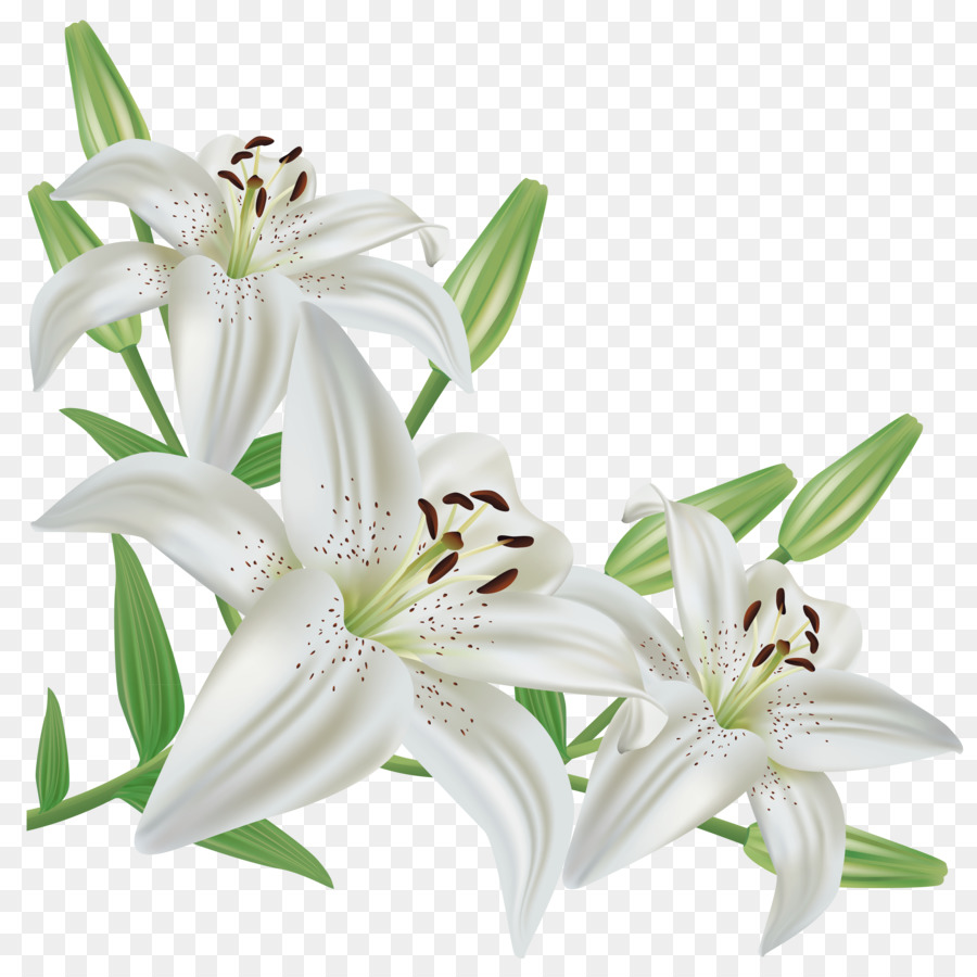 White lily flower.