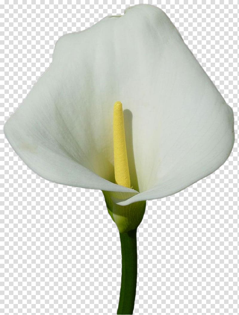 clipart lilies calla lily