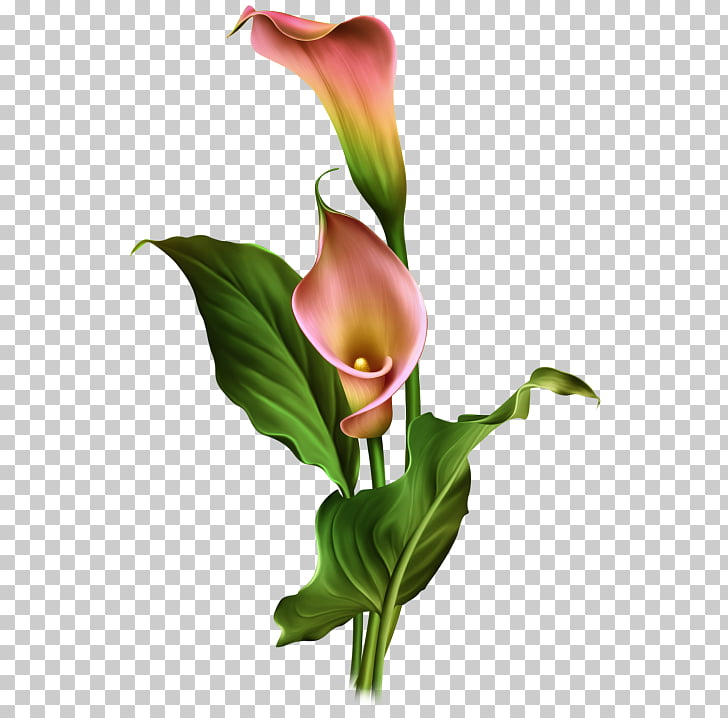 clipart lilies calla lily