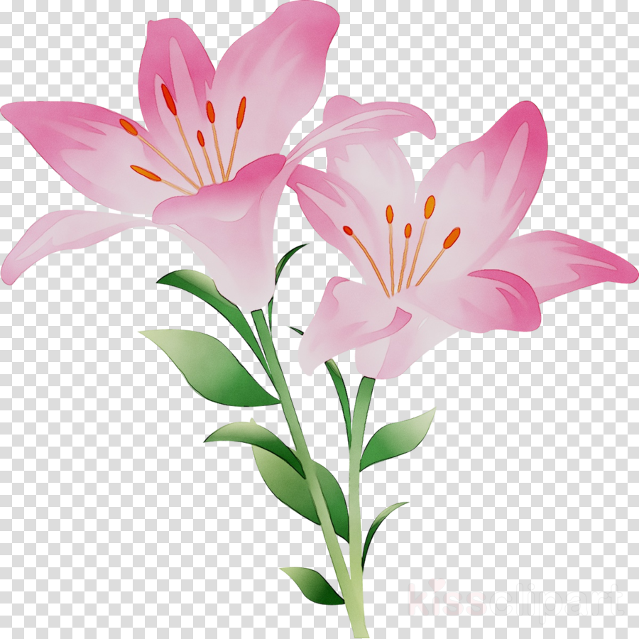 Lily flower cartoon.