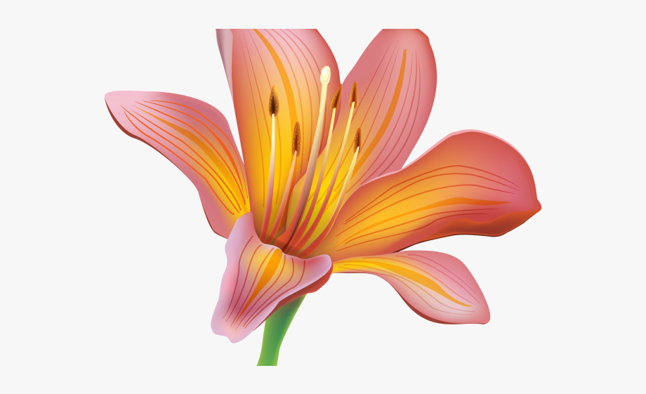 clipart lilies closed flower