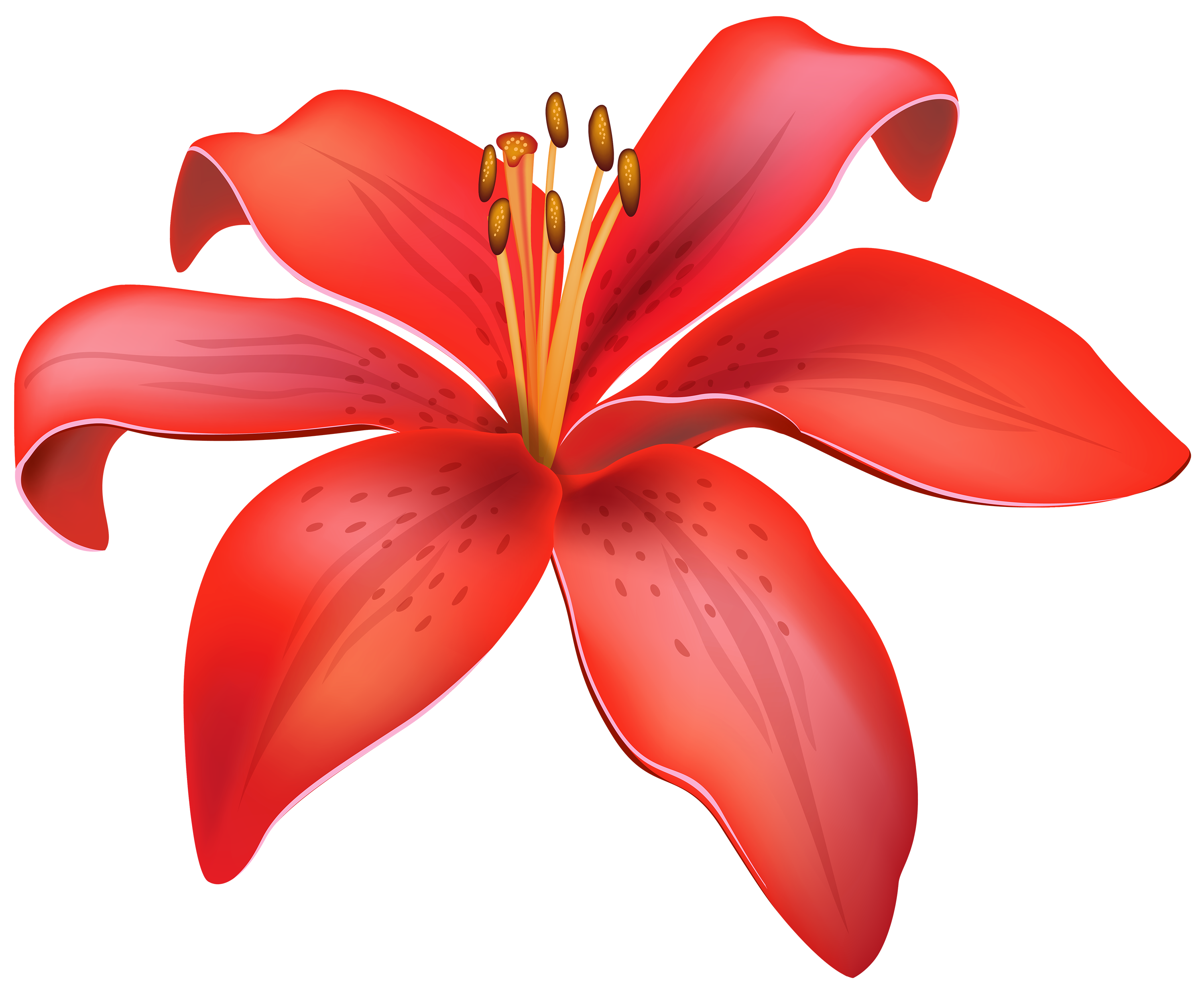 Red lily flower clipart web png