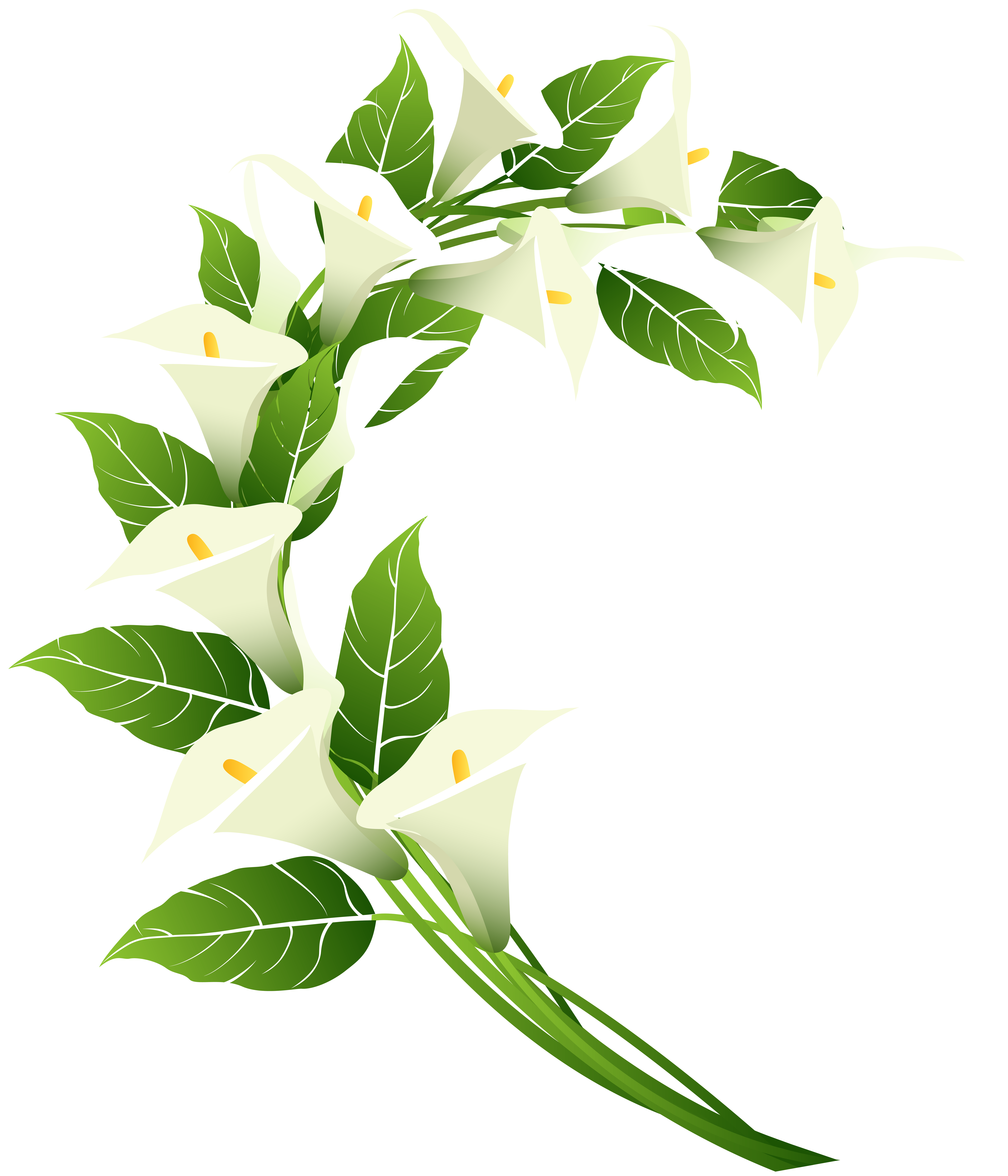 Calla Lily Decoration PNG Clip Art Image