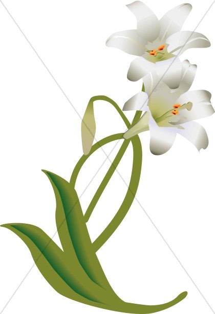 White easter lily.