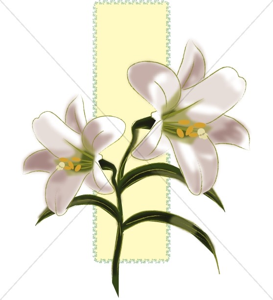 Lilies for easter.
