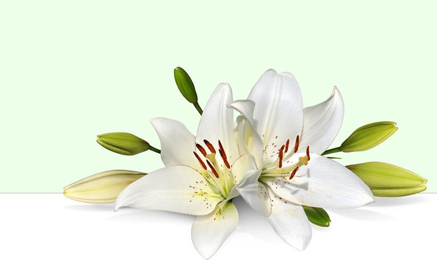 Free easter lily.