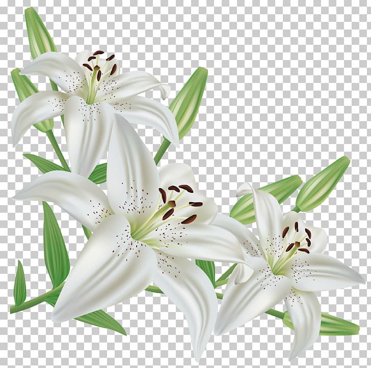 Lilium Candidum Flower Easter Lily Arum